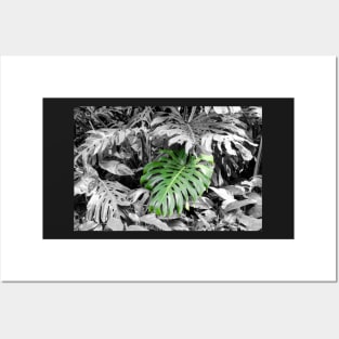 Monstera (Fosters botanical garden, Honolulu, HI) Posters and Art